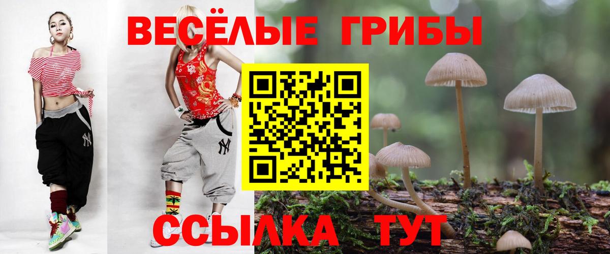 Галлюциногенные грибы Psilocybe Звенигород